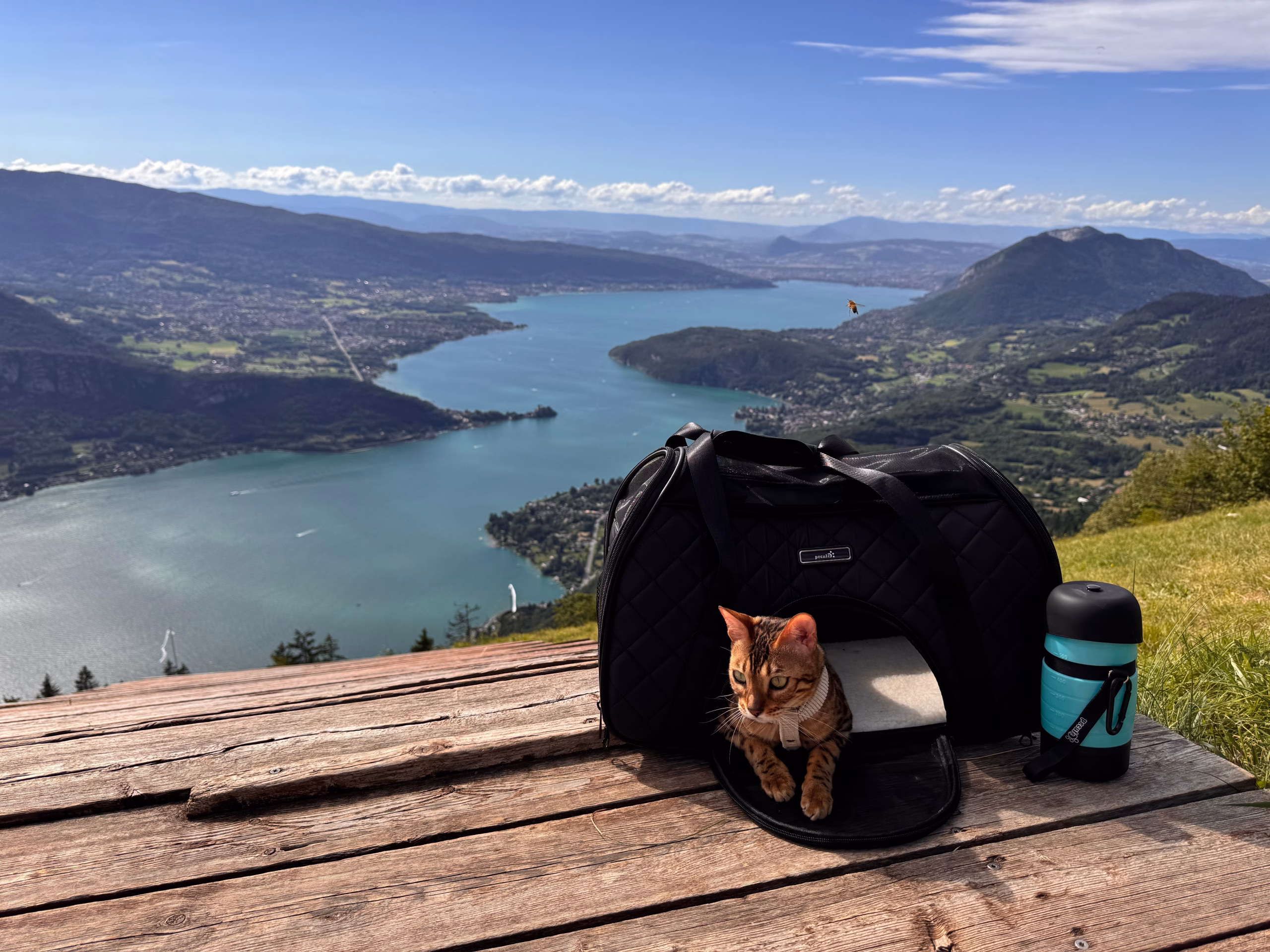 Habituer son chat aux balades en extérieur 1 Habituer son chat aux balades en extérieur : Uma dans son sac de transport avec sa gourde