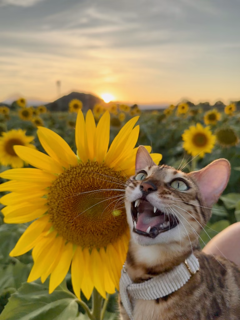 Lire la suite à propos de l’article Habituer son chat aux balades en extérieur