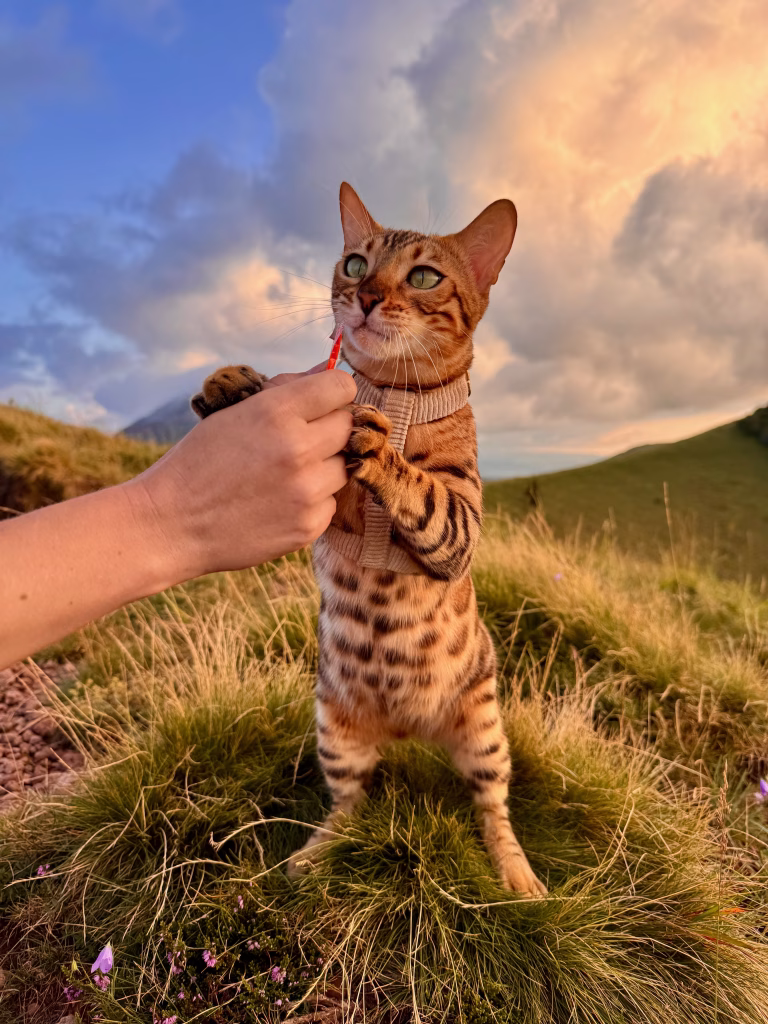 Lire la suite à propos de l’article Habituer son chat au port du harnais