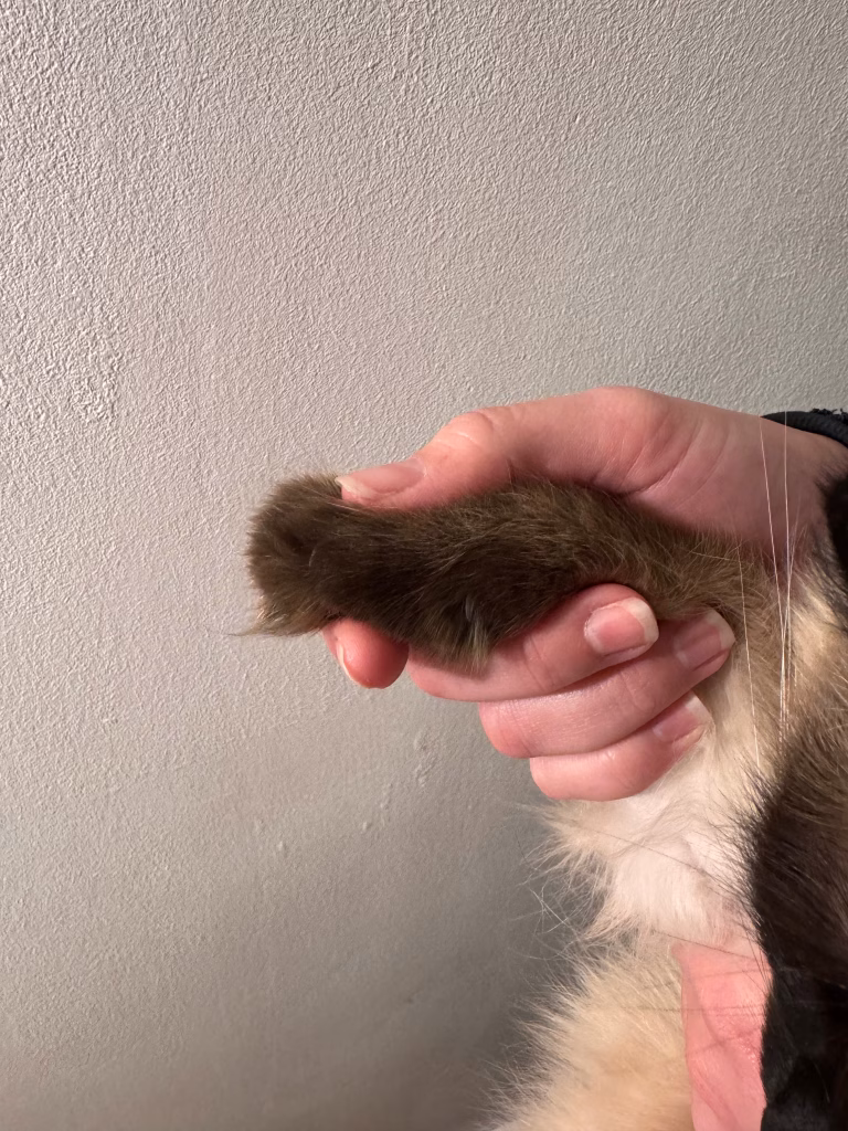 L'épointage des griffes des chats