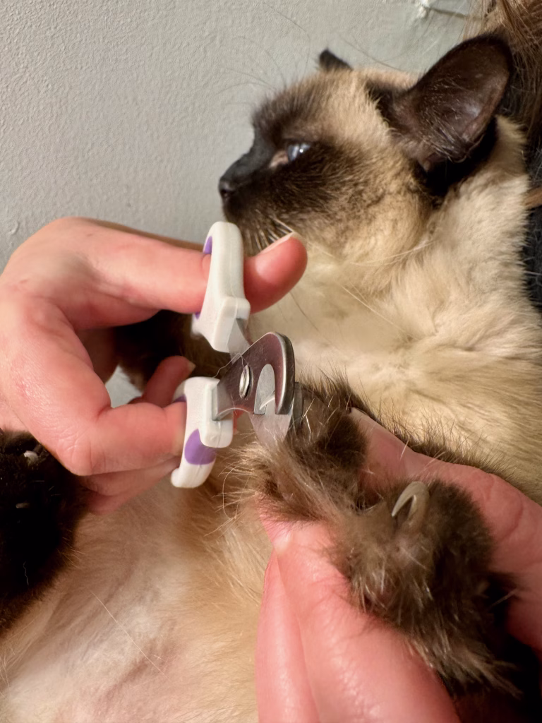 Lire la suite à propos de l’article L&rsquo;épointage des griffes des chats