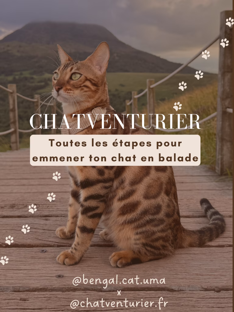 Lire la suite à propos de l’article Comment emmener son chat en balade ? On vous explique tout !
